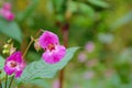 Bright pink Himalayan Balsam flower - Impatiens glandulifera