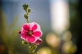 Bright pink hollyhock flower in garden. Mallow flowers. Shallow depth of field. Selective focus Royalty Free Stock Photo