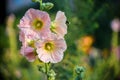 Bright pink hollyhock flower in garden. Mallow flowers. Shallow depth of field. Selective focus Royalty Free Stock Photo