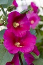 Bright pink hollyhock flower in garden. Mallow flowers. Shallow depth of field. Selective focus Royalty Free Stock Photo