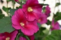 Bright pink hollyhock flower in garden. Mallow flowers. Shallow depth of field. Selective focus Royalty Free Stock Photo