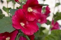 Bright pink hollyhock flower in garden. Mallow flowers. Shallow depth of field. Selective focus Royalty Free Stock Photo