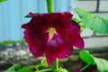 Bright pink hollyhock flower in garden. Mallow flowers. Shallow depth of field Royalty Free Stock Photo