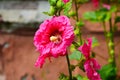 Bright pink hollyhock flower in garden. Mallow flowers. Shallow depth of field Royalty Free Stock Photo