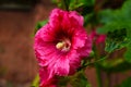 Bright pink hollyhock flower in garden. Mallow flowers. Shallow depth of field Royalty Free Stock Photo