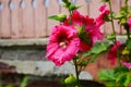 Bright pink hollyhock flower in garden. Mallow flowers. Shallow depth of field Royalty Free Stock Photo