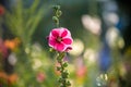 Bright pink hollyhock flower in garden. Mallow flowers. Shallow depth of field. Selective focus Royalty Free Stock Photo