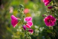 Bright pink hollyhock flower in garden. Mallow flowers. Shallow depth of field. Selective focus Royalty Free Stock Photo