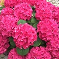 Bright pink hydrangea Royalty Free Stock Photo