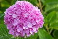 Bright pink hydrangea blossom. Royalty Free Stock Photo