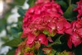 Bright pink `Hydrangea macrophylla` flowers in full bloom Royalty Free Stock Photo