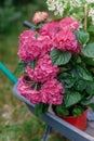 Bright pink hydrangeas in a garden wheelbarrow ready to be planted in a beautiful dream garden