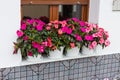 Bright pink impatiens hawkeri, the New Guinea impatiens, in flower pots Royalty Free Stock Photo