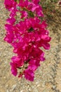 Bright pink inflorescence of Bougainvillea Spectabilis wild with stony and sandy background. Red Bougainvillea blossoms, Royalty Free Stock Photo