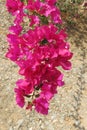 Bright pink inflorescence of Bougainvillea Spectabilis wild with stony and sandy background. Red Bougainvillea blossoms, Royalty Free Stock Photo