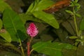 Bright pink japanese knotweed flower - Persicaria amphibia