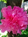 A bright pink, juicy, unusual peony grew on my site!