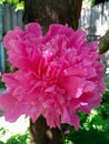 A bright pink, juicy, unusual peony grew on my site!