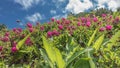 Bright pink Kamchatka rhododendrons bloom in an alpine meadow