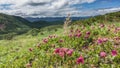 Bright pink Kamchatka rhododendrons are blooming on the hillside.