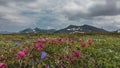 Bright pink Kamchatka rhododendrons and purple bluebells bloom in an alpine meadow