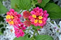 Bright pink lantana camara flowers Royalty Free Stock Photo