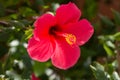 Bright pink large flower of purple hibiscus Hibiscus rose sinensis on green leaves natural background Royalty Free Stock Photo