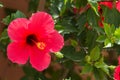 Bright pink large flower of purple hibiscus Hibiscus rose sinensis on green leaves natural background Royalty Free Stock Photo