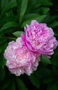 Bright pink lilac peonies on a dark green bush in the garden