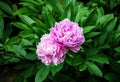 Bright pink lilac peonies on a dark green bush in the garden