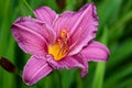 Bright pink lilies Hemerocallis with yellow center against the background of luscious green grass Royalty Free Stock Photo