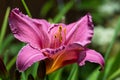 Bright pink lilies Hemerocallis with yellow center against the background of luscious green grass Royalty Free Stock Photo