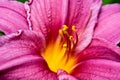 Bright pink lilies Hemerocallis with yellow center against the background of luscious green grass Royalty Free Stock Photo