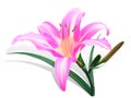 Bright pink lily