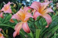 bright pink lily flowers, beautiful background texture of nature, in the garden on a summer day, macro Royalty Free Stock Photo