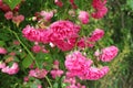 Bright pink little roses bloom on a garden fence in summer Royalty Free Stock Photo