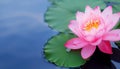 Bright pink lotus flower atop a lily pad, with a soft focus on the tranquil blue water background Royalty Free Stock Photo