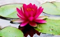Bright pink lotus flower with golden stamens rises over green leaves of water lilies Royalty Free Stock Photo