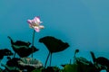 Pink lotus on long stem against blue sky Royalty Free Stock Photo