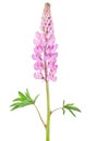 Bright pink lupine flower isolated on white