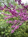 Flowering Eastern Redbud Tree Royalty Free Stock Photo