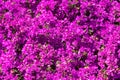 Bright pink magenta bougainvillea flowers as a floral background