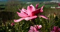 Bright pink magnolia bloom against dark defocused landscape Royalty Free Stock Photo