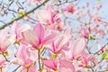 Bright pink magnolias