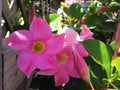 Bright pink Mandevilla flower in garden