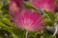 Pink Mimosa flower grows in the desert Royalty Free Stock Photo