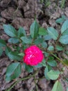 Bright pink Mini Rose Flower is brighting up the garden Royalty Free Stock Photo