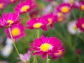 Bright Pink Mums flowers in bloom in the garden Royalty Free Stock Photo