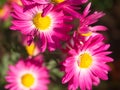 Bright Pink Mums flowers blooming in the garden Royalty Free Stock Photo