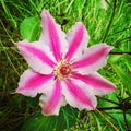 Nelly moser clematis bloom Royalty Free Stock Photo